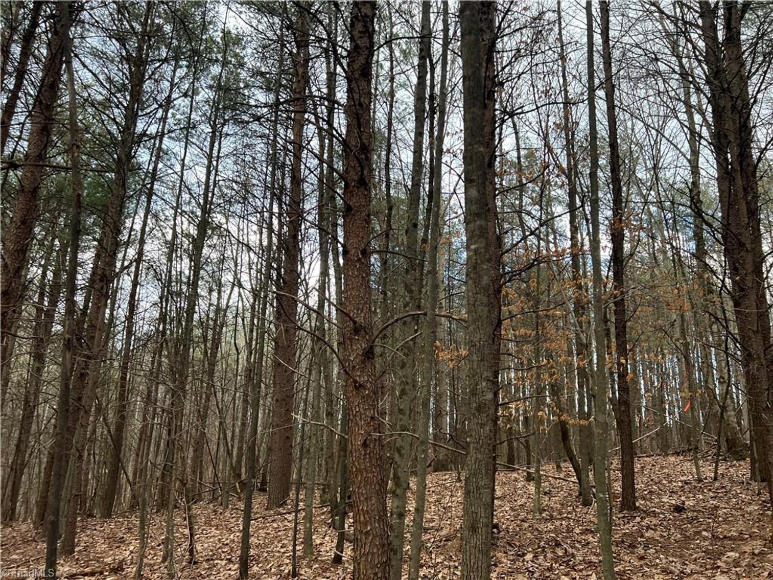 Image for Land For Sale in Dobson - Lot# 14 Fisher Valley Road
