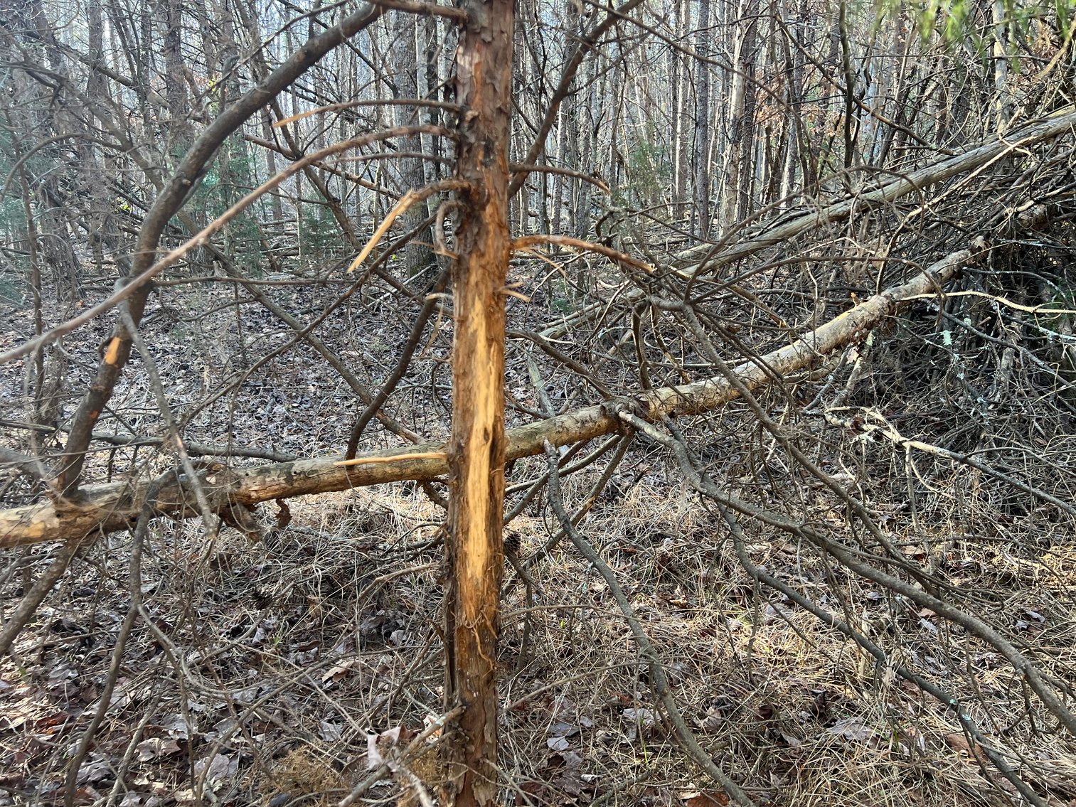 Image for 119± Acre Land Auction