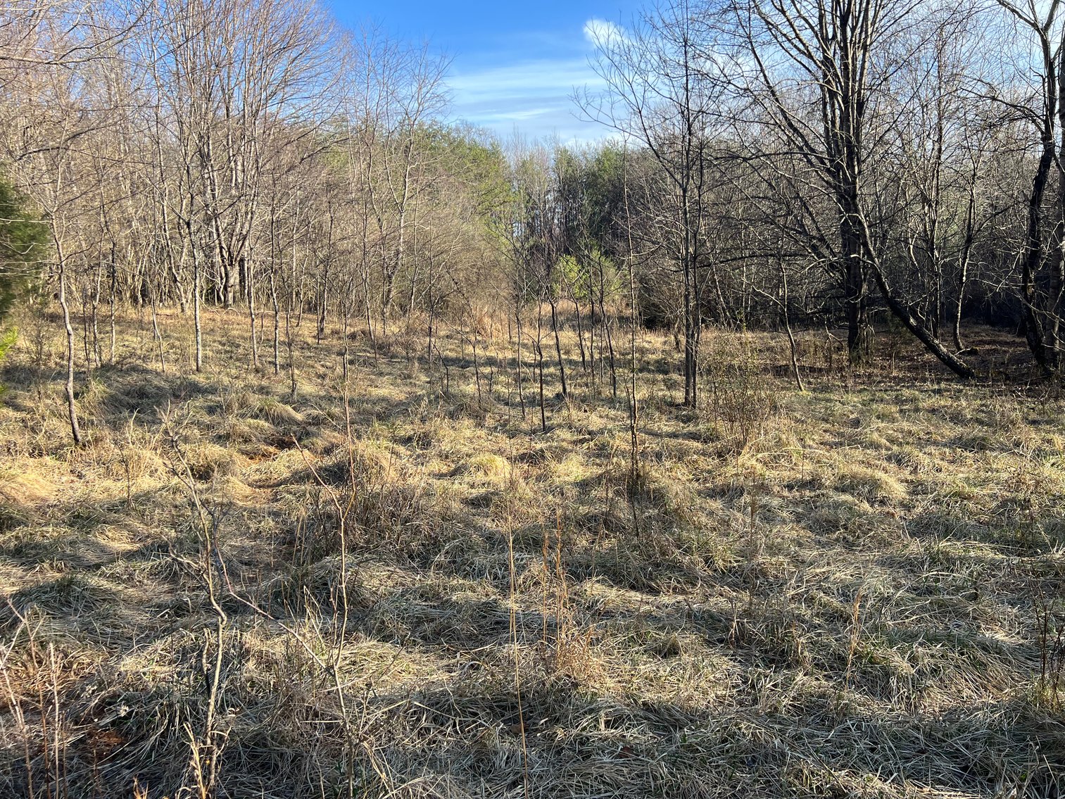 Image for 119± Acre Land Auction