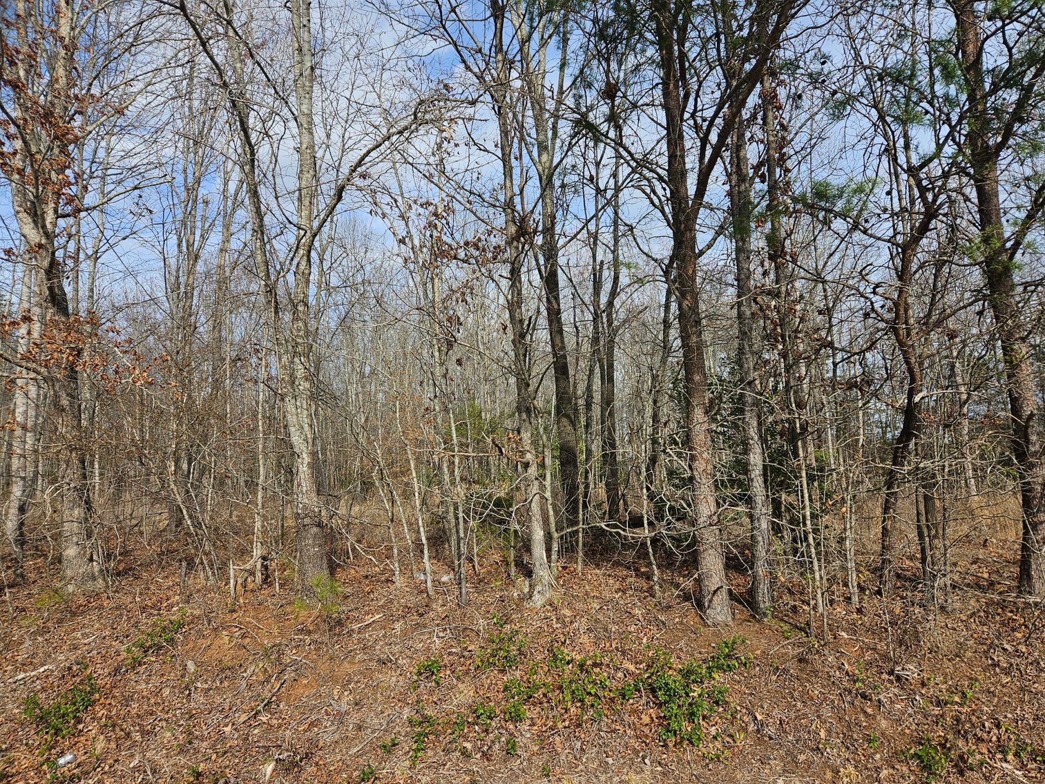 Image for Land For Sale in East Bend - NC HWY 67