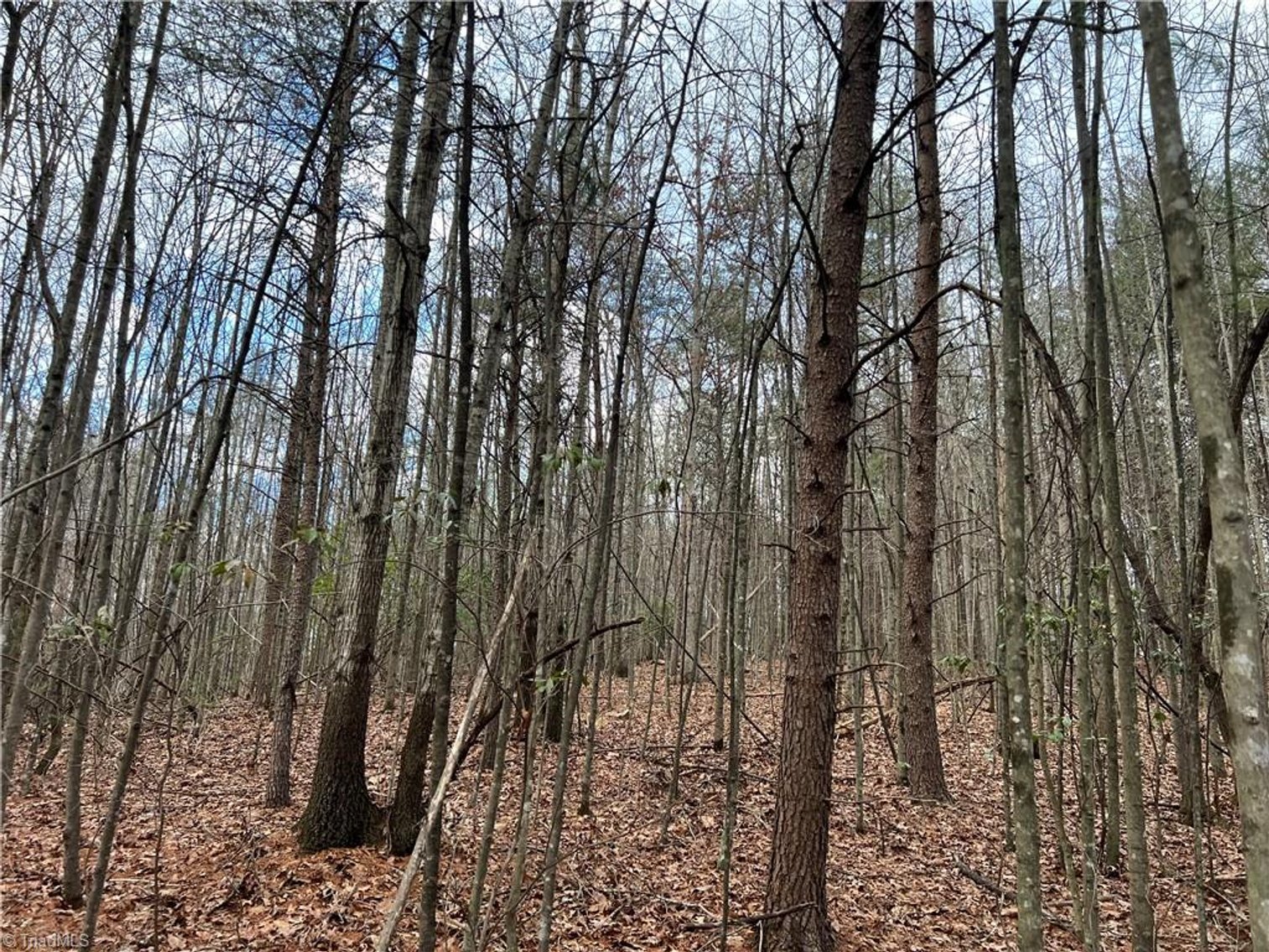 Image for Land For Sale in Dobson - Lot# 11, Fisher Valley Road