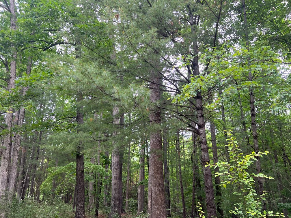 Image for Commissioner’s Sale: 10± Acres in Mount Airy, NC | Hugh Campbell & Charles Briggs, C0-Comm.