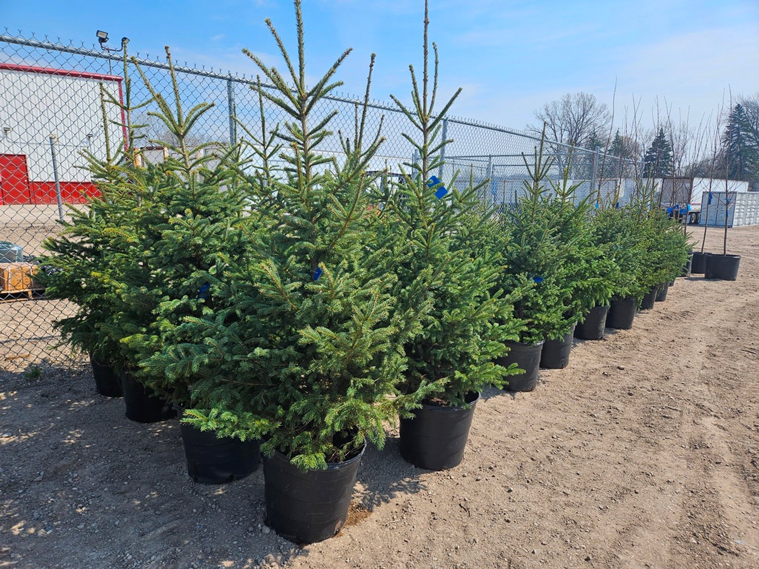 Image for Trees: Black Hills, White Pines, More