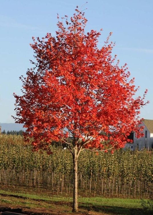 Image for Trees: Black Hills, White Pines & More