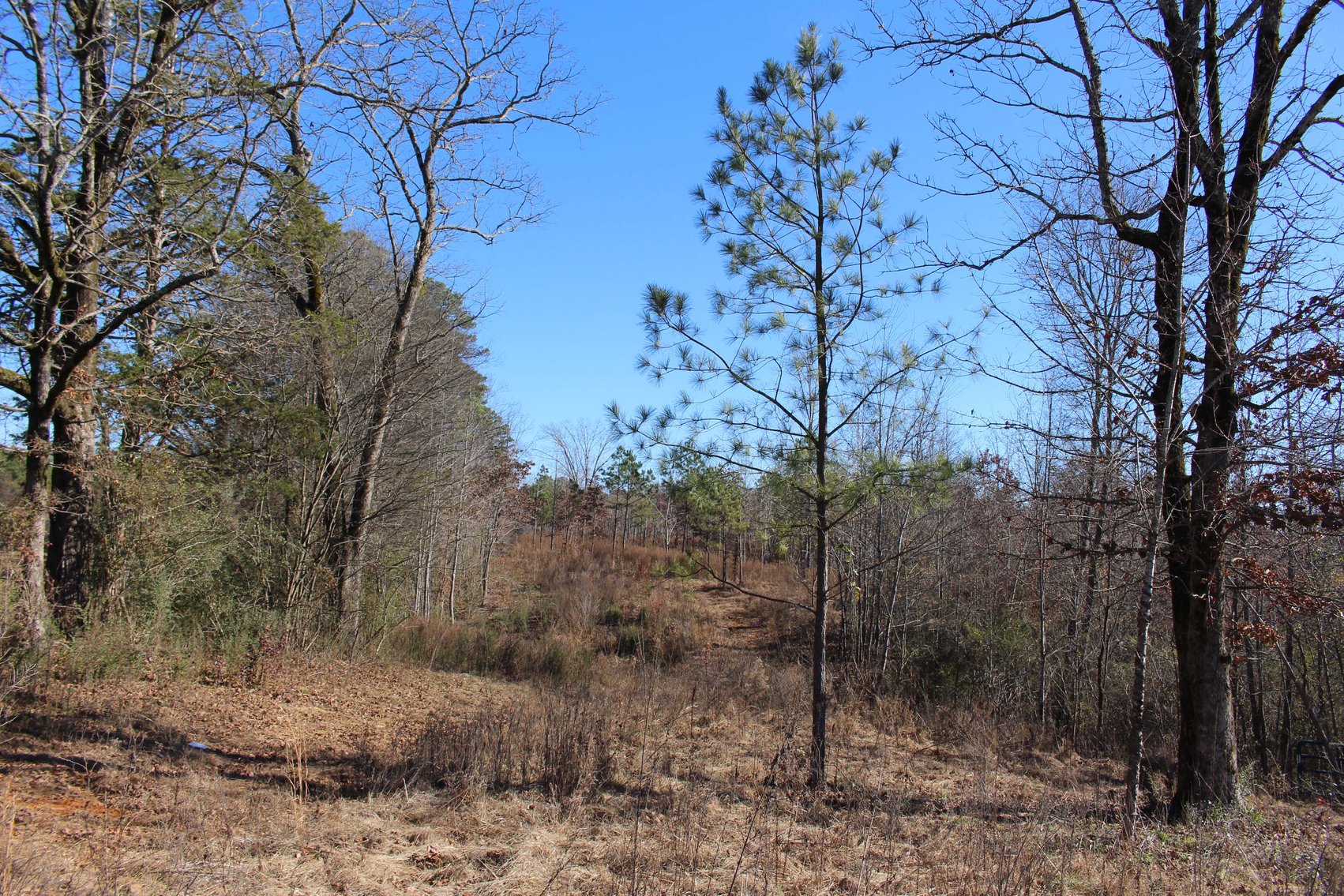 Image for 1031 Ridge Road, Savannah
