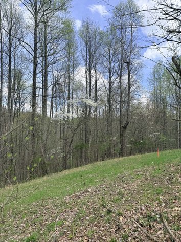 Image for 935 Sugar Tree Knob Rd, Liberty