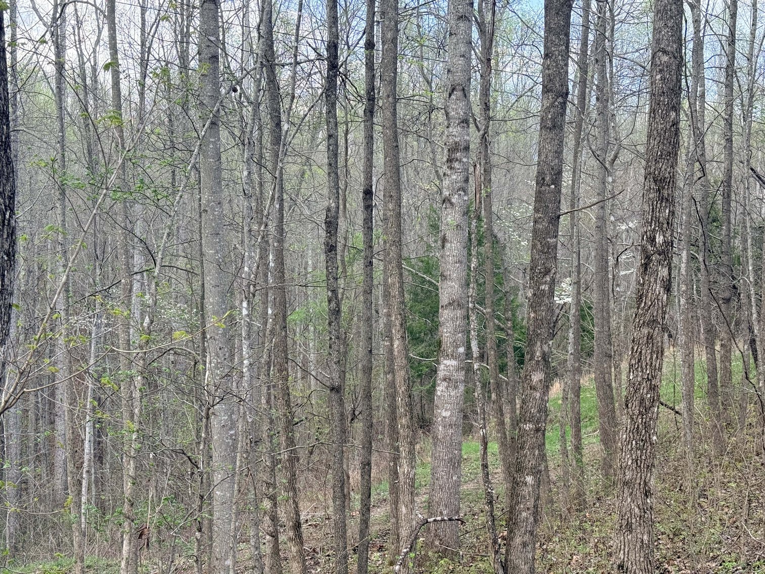 Image for 935 Sugar Tree Knob Rd, Liberty