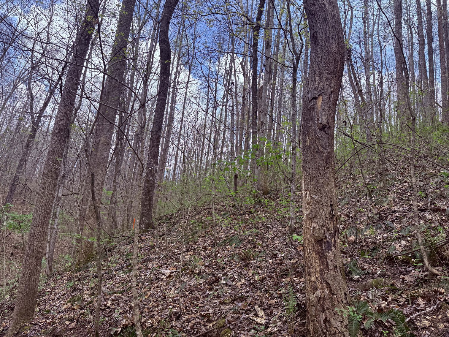 Image for 935 Sugar Tree Knob Rd, Liberty