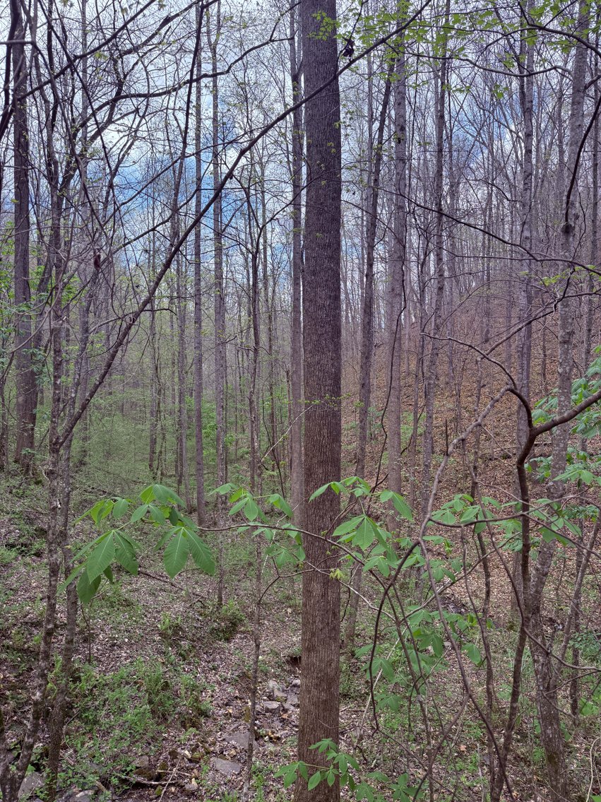 Image for 935 Sugar Tree Knob Rd, Liberty