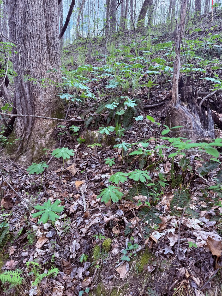 Image for 935 Sugar Tree Knob Rd, Liberty