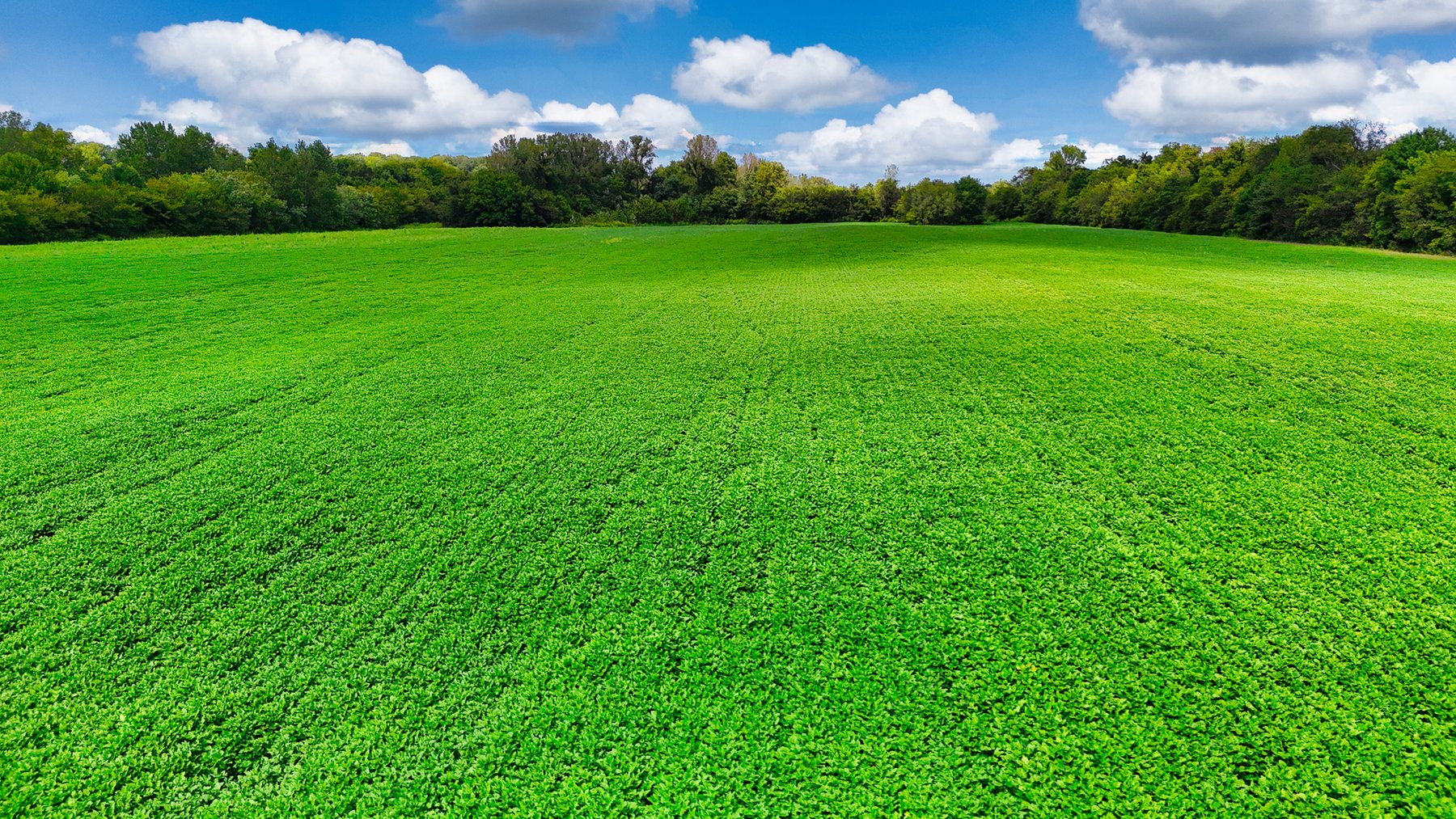 Image for Pittsburg Landing Road, Savannah TN