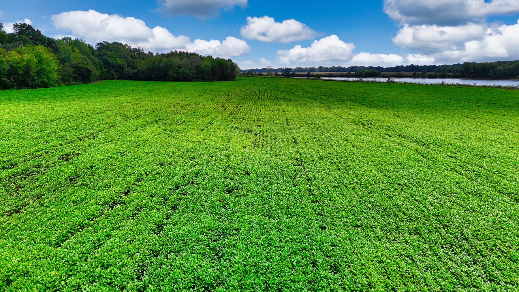 Image for Pittsburg Landing Road, Savannah TN