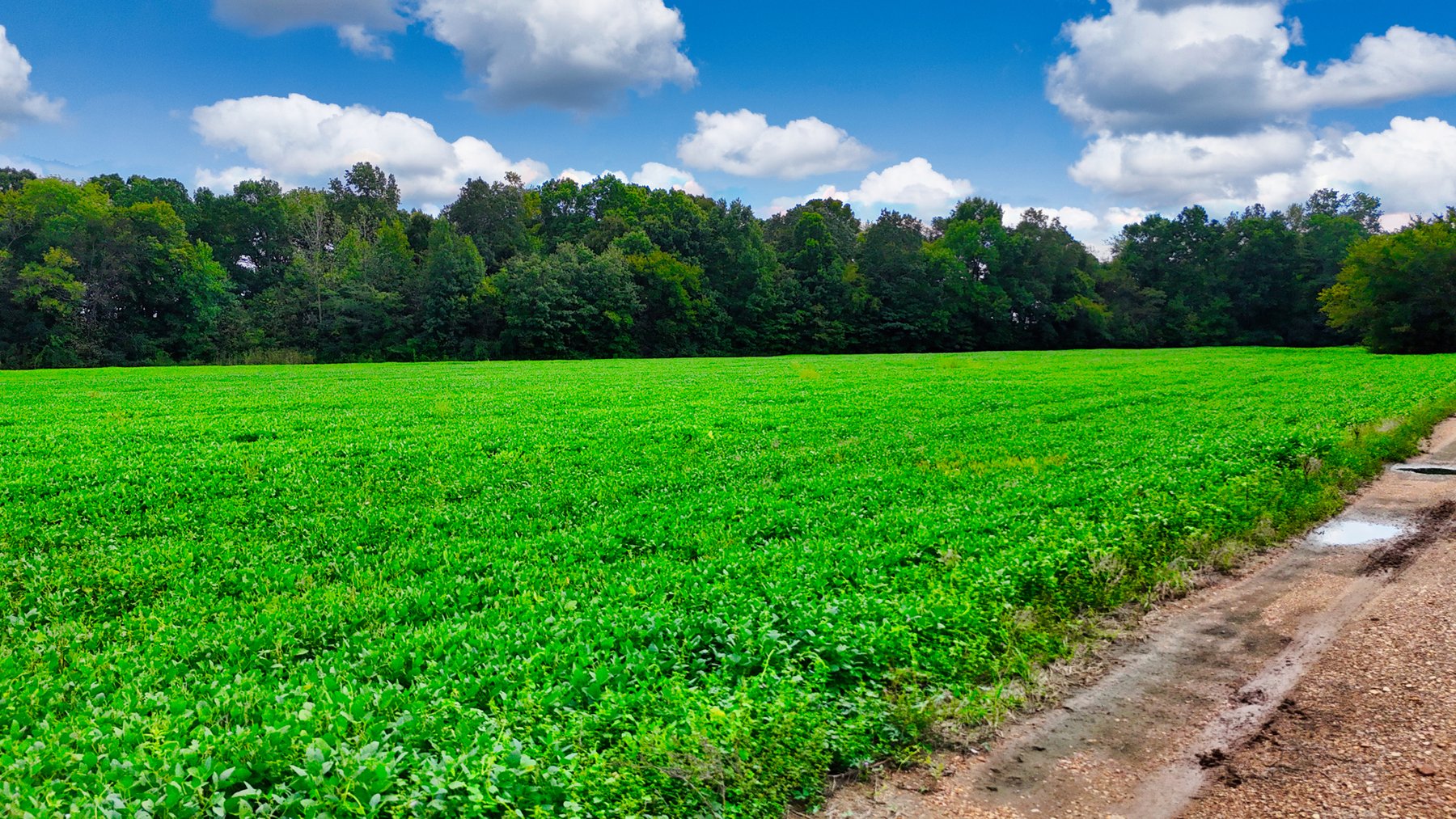 Image for Pittsburg Landing Road, Savannah TN