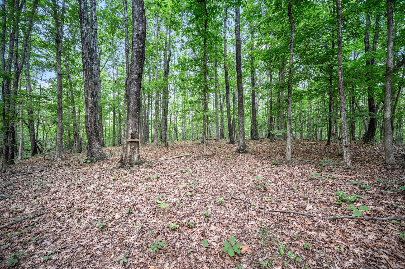 Image for 3590 Parchcorn Hollow Rd, Woodbury