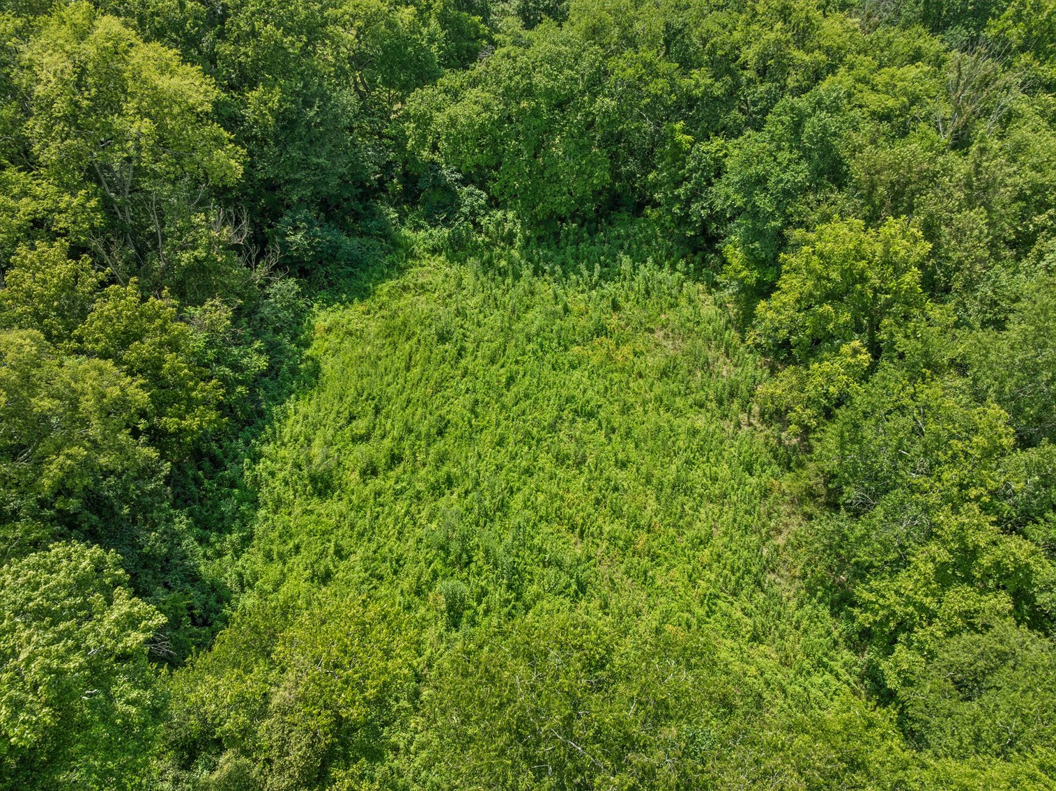 Image for 6996 Arno Allisona Road, College Grove