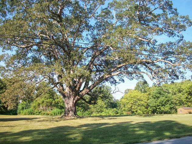 Image for Old McMinnville Highway, Woodbury