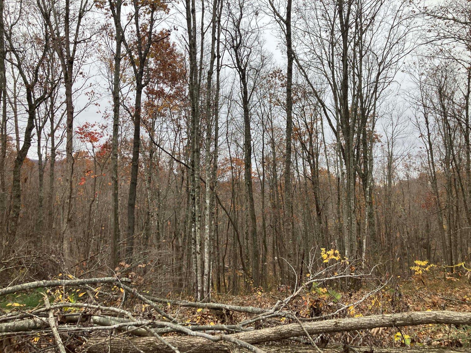 Image for Golden Acres – Mill Creek Rd, Sunbright, TN