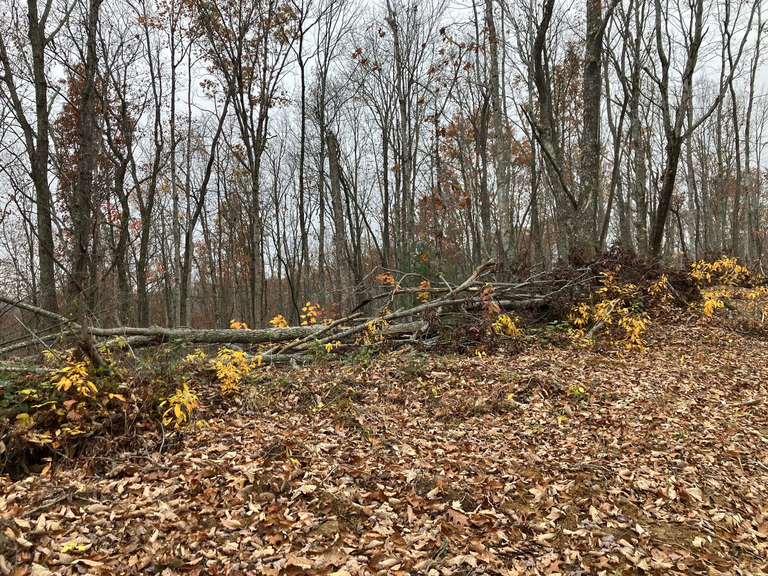 Image for Golden Acres – Mill Creek Rd, Sunbright, TN