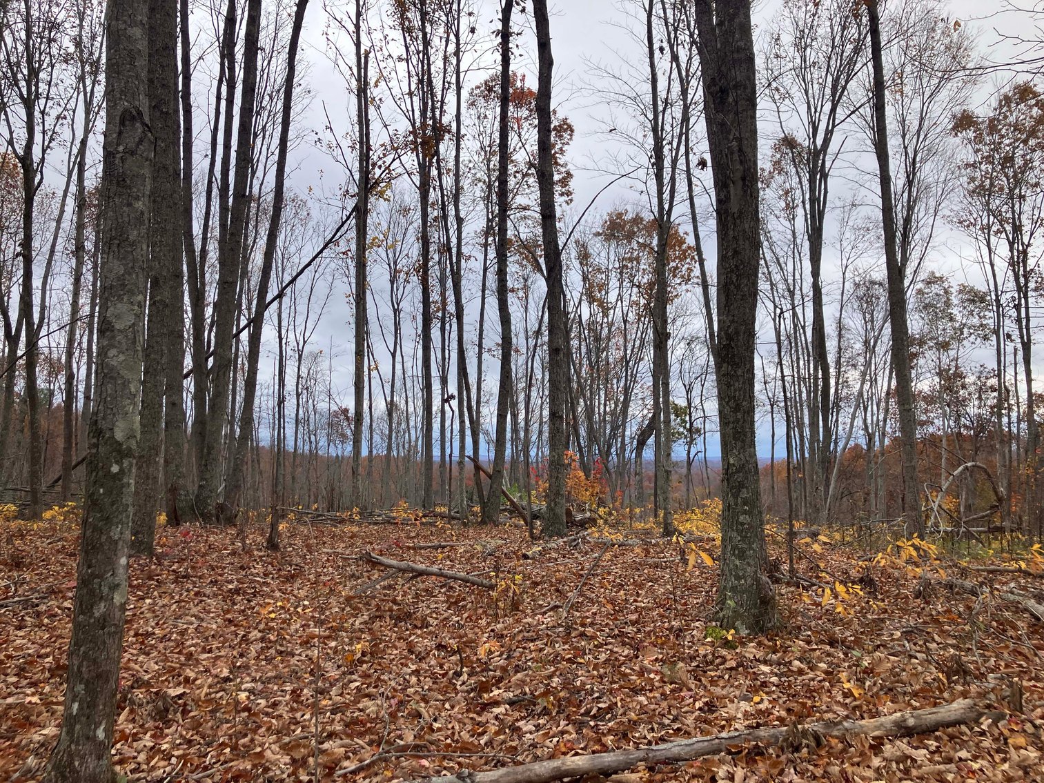 Image for Golden Acres – Mill Creek Rd, Sunbright, TN