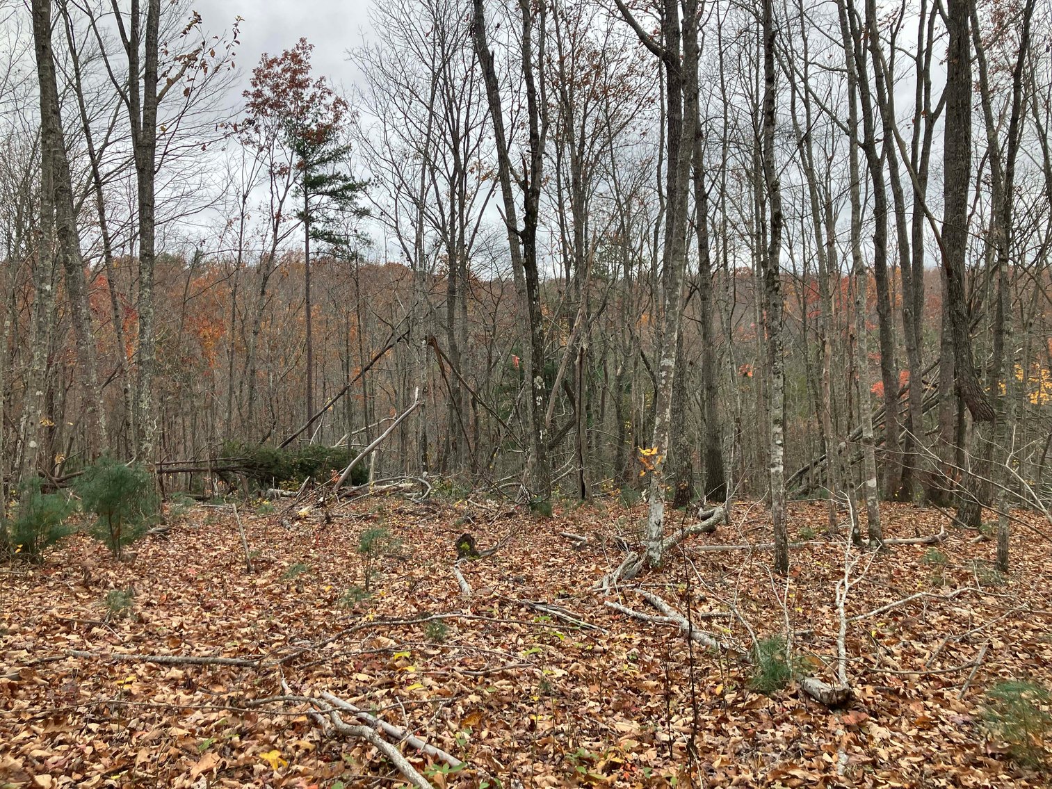 Image for Golden Acres – Mill Creek Rd, Sunbright, TN