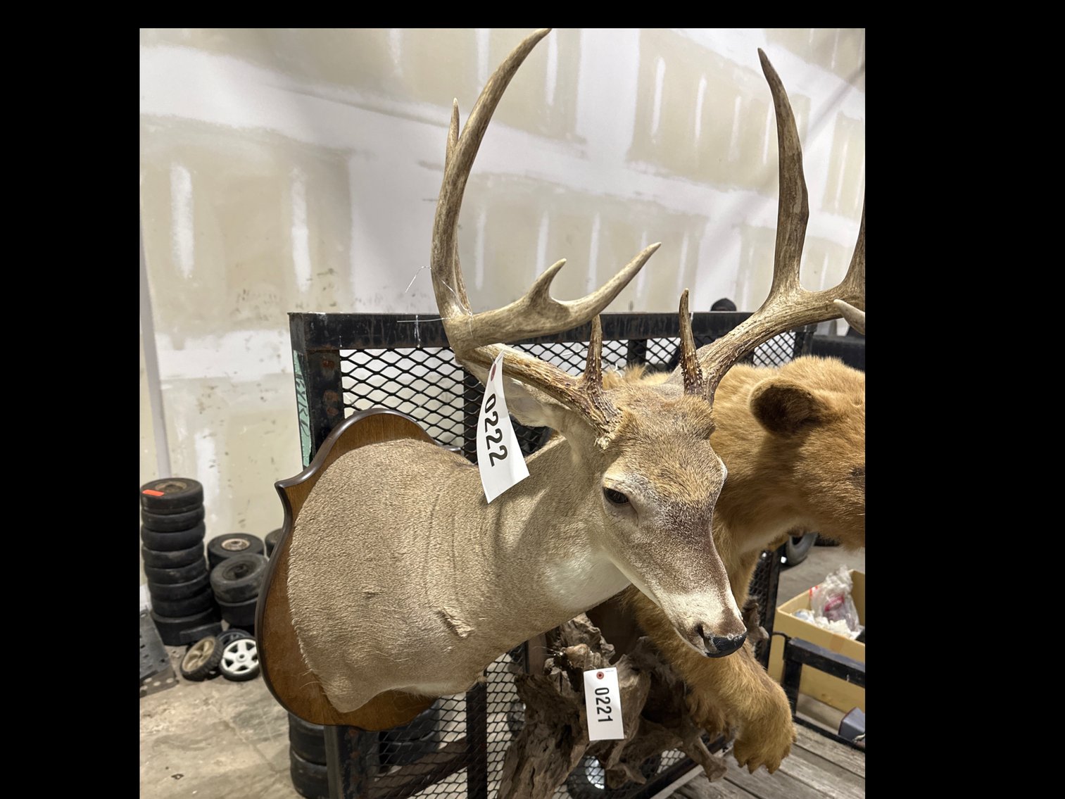 Image for Deer Head