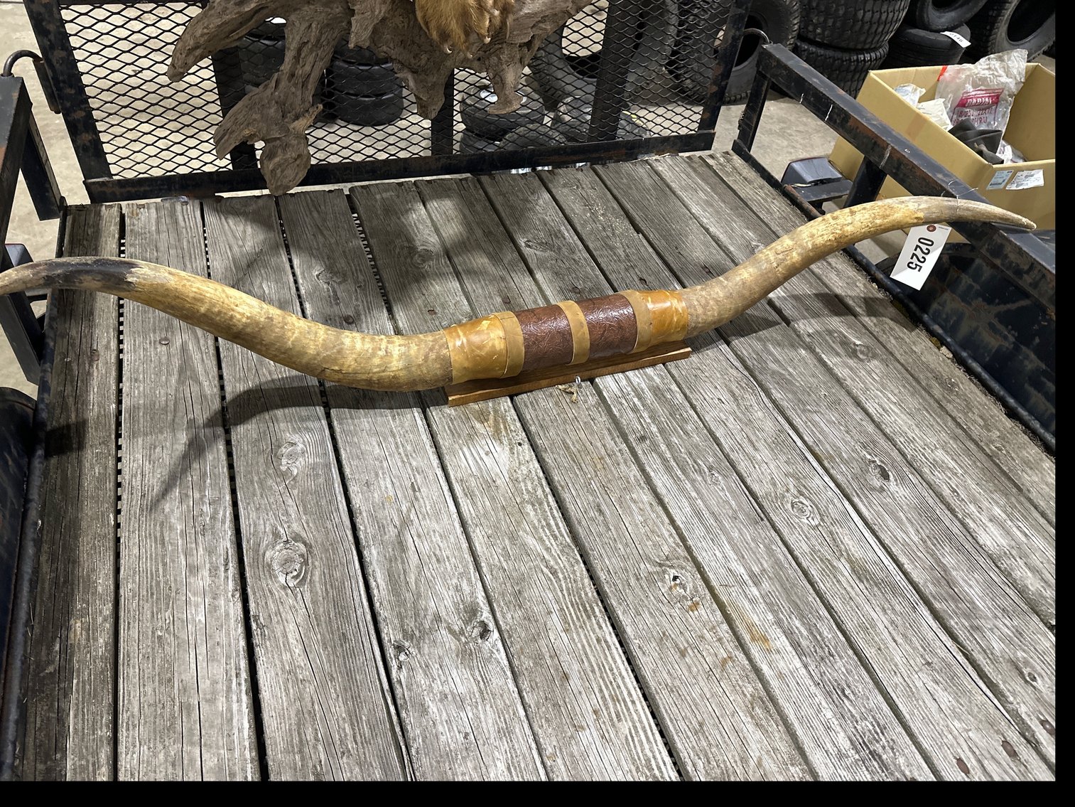 Image for Bull Horns