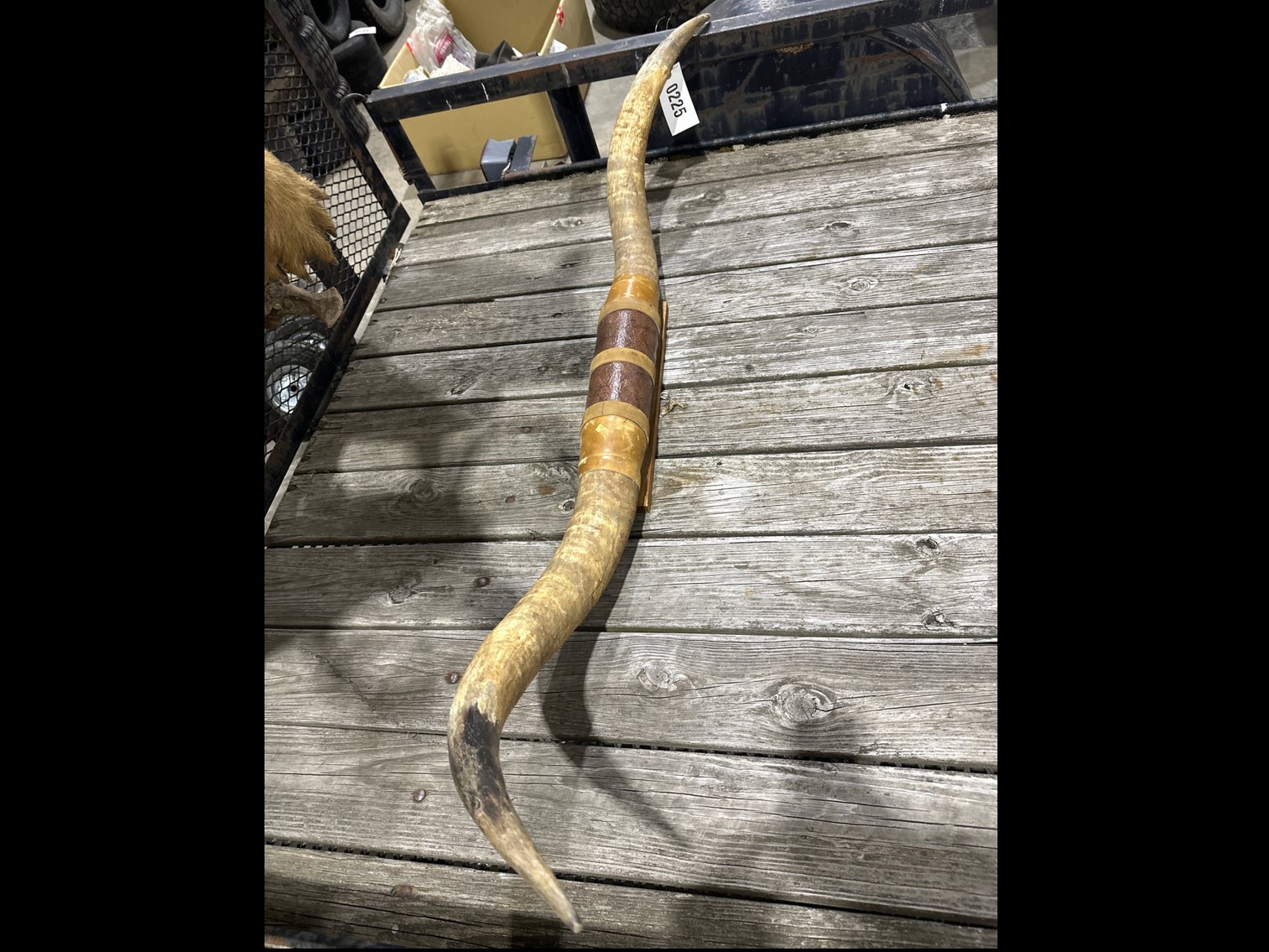 Image for Bull Horns