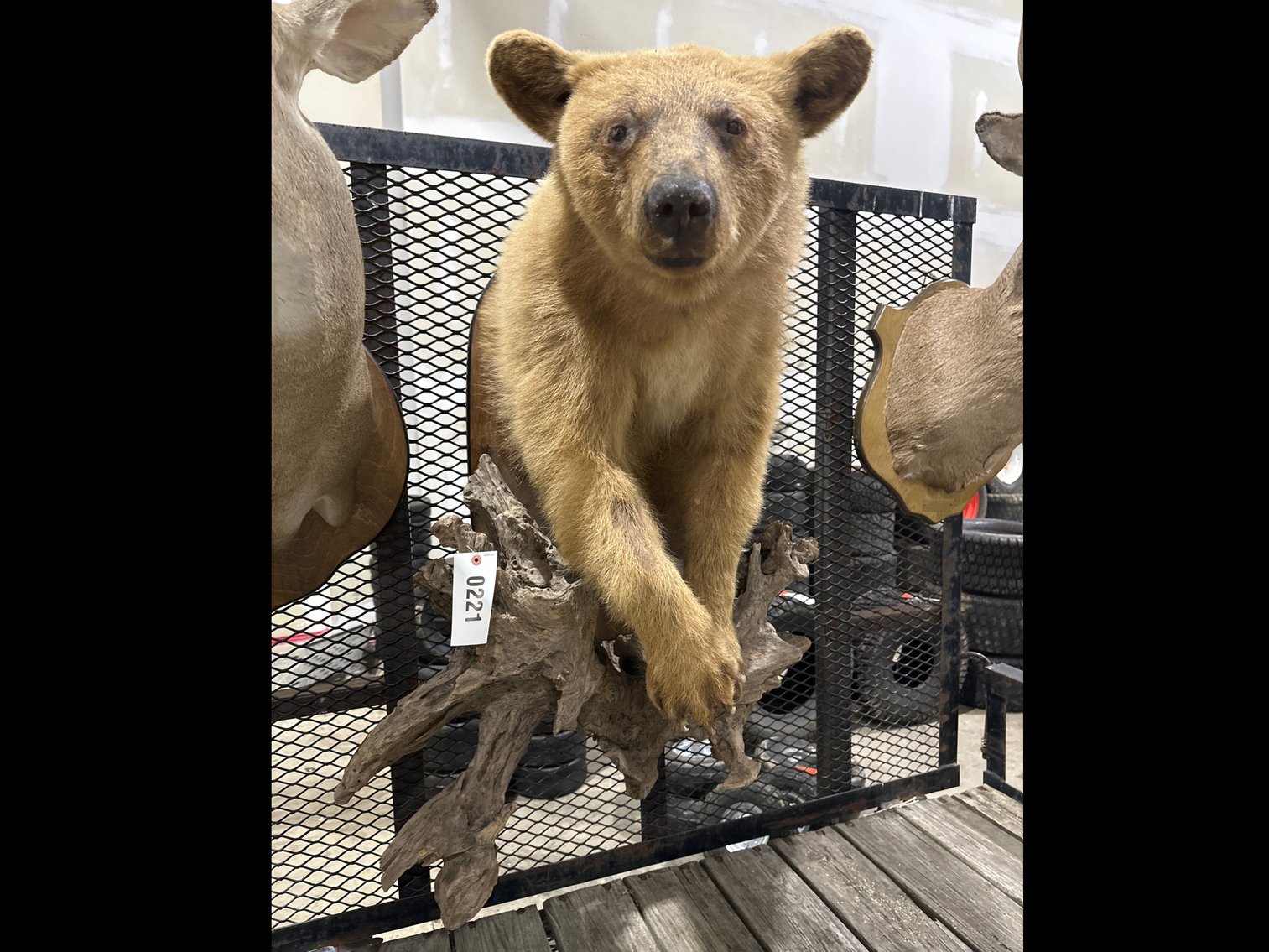 Image for Bear Mount