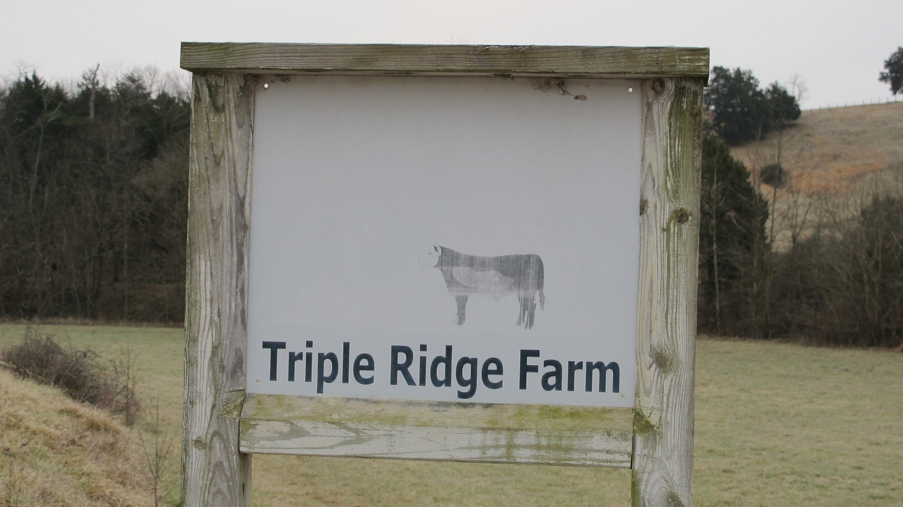Image for ABSOLUTE TRUSTEE AUCTION - 85.65 ACRES WITH BARN - BUCHANAN, VA
