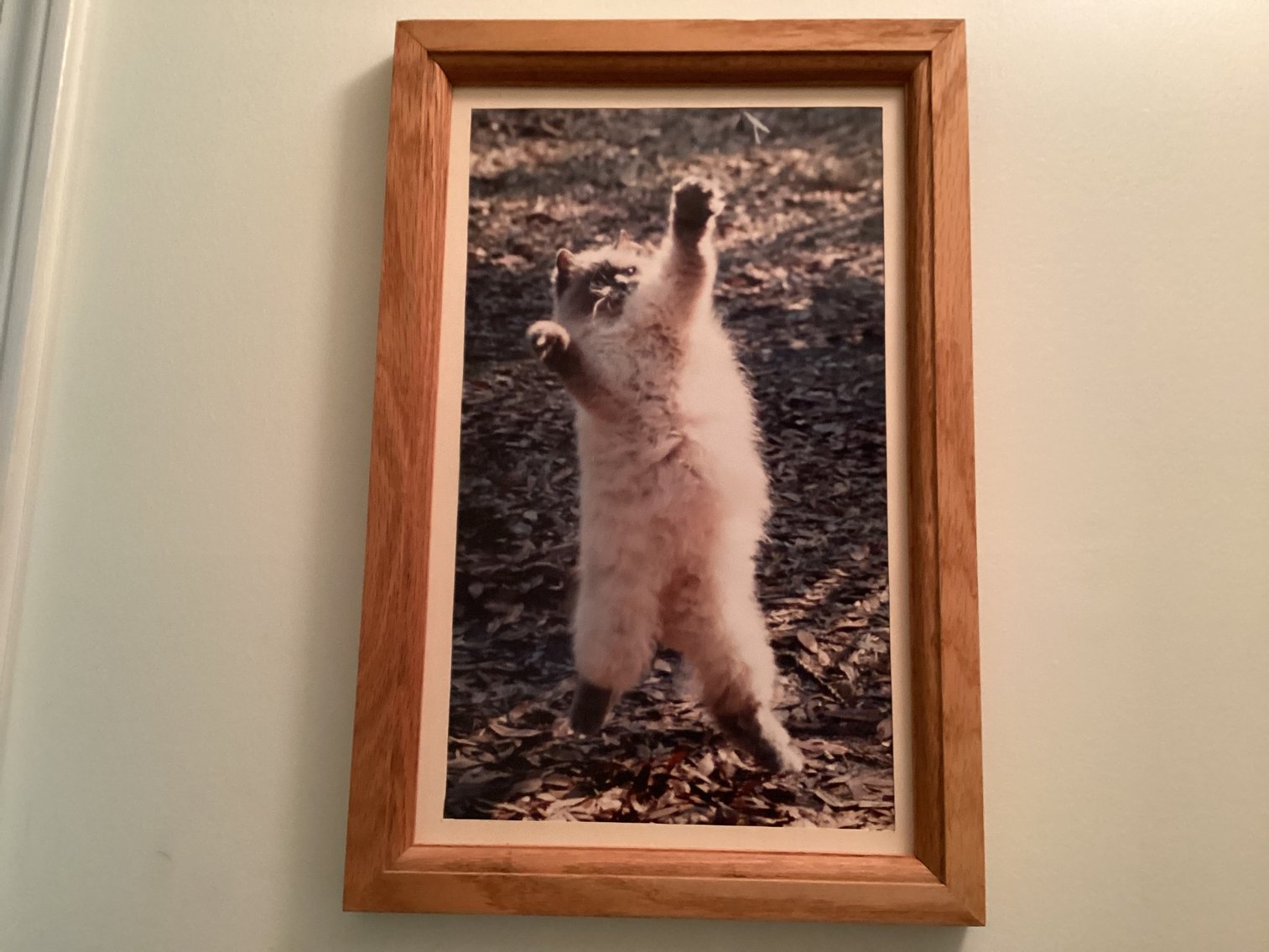 Image for Pictures in Hand Made Frames