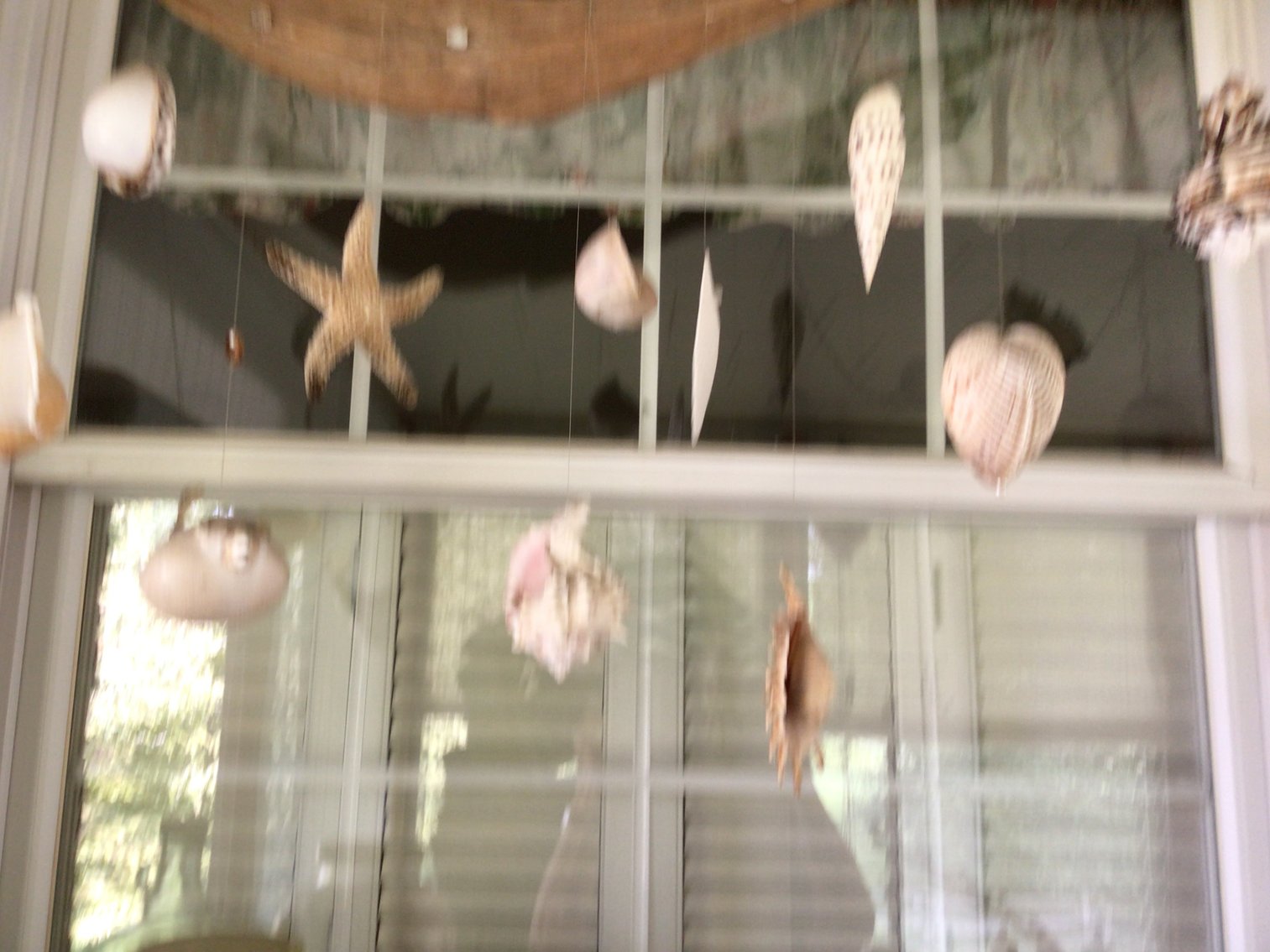 Image for Sea Shell Collection