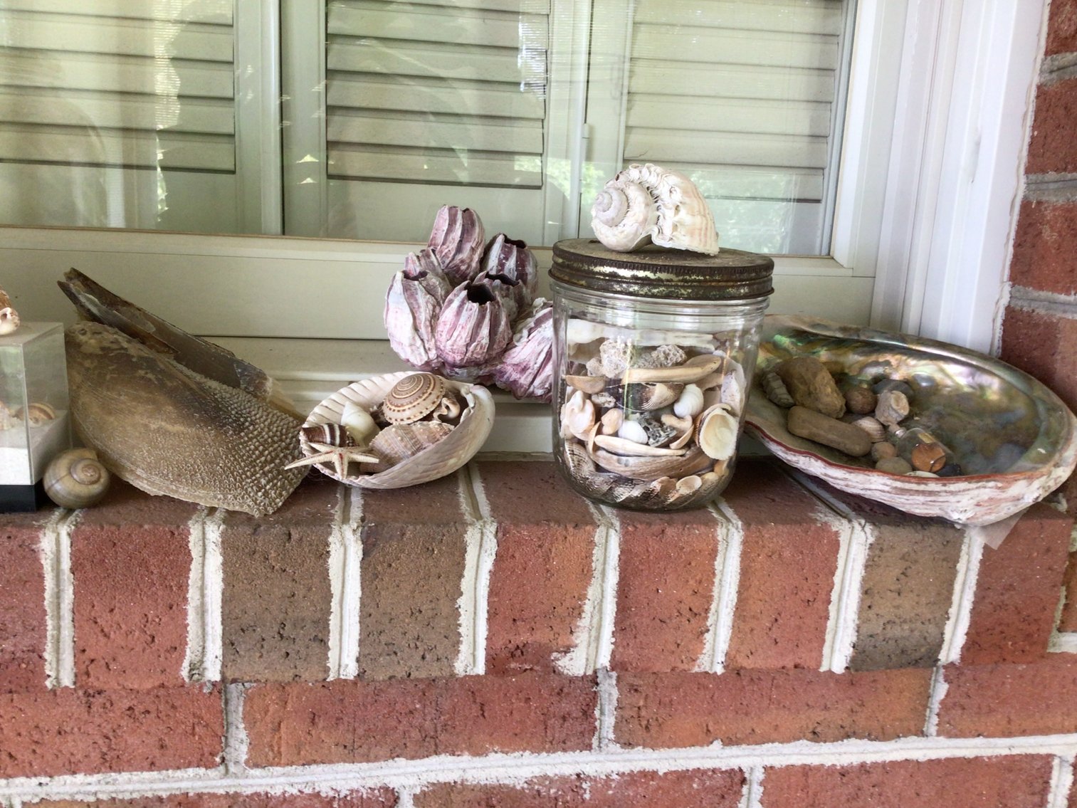 Image for Sea Shell Collection