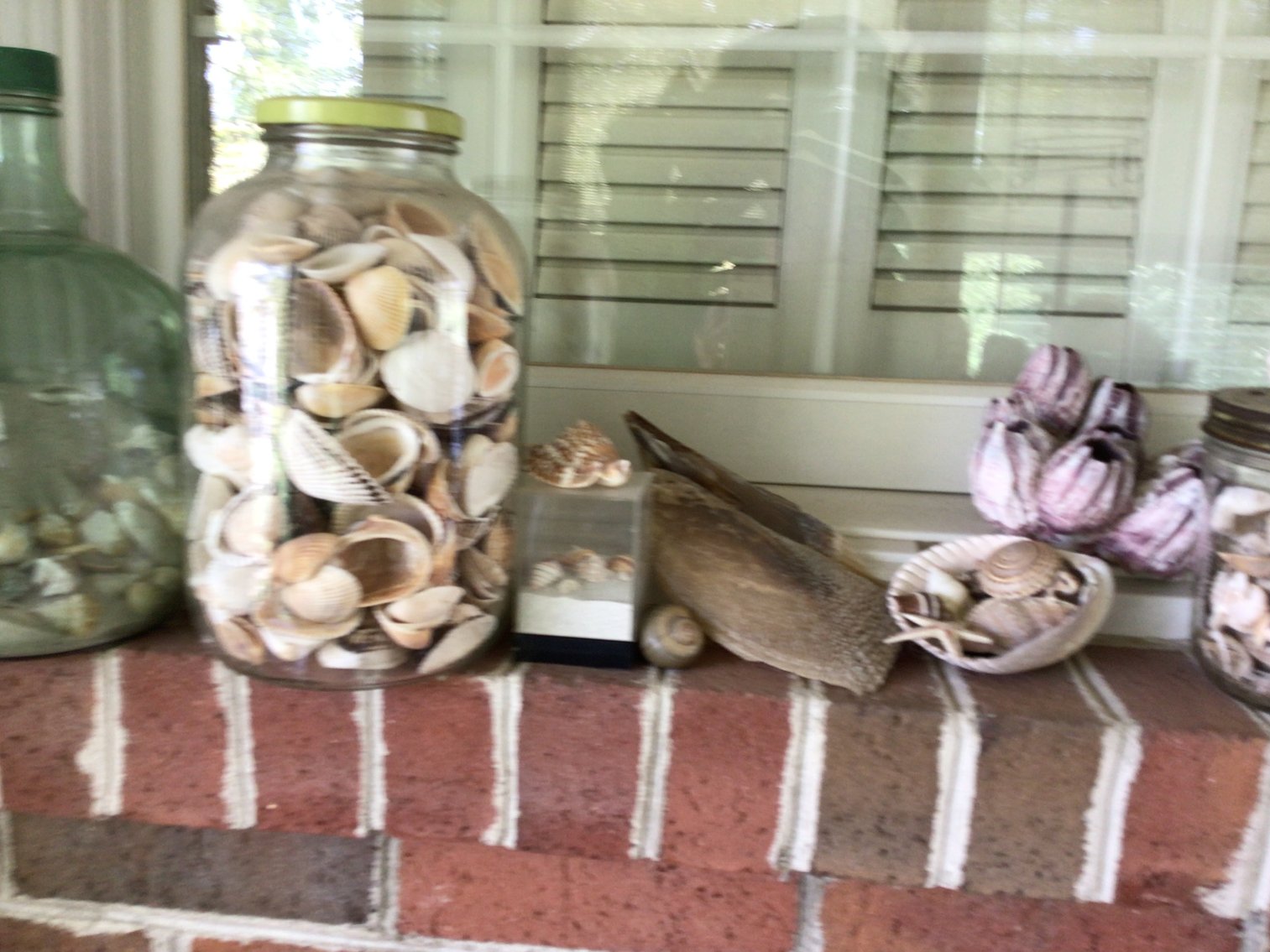 Image for Sea Shell Collection