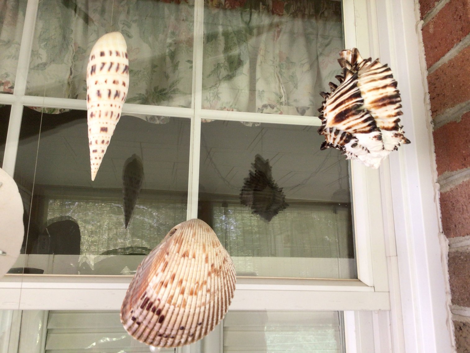 Image for Sea Shell Collection