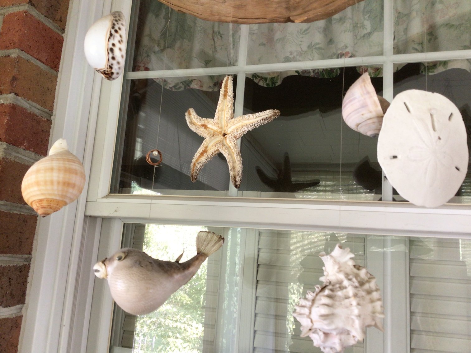 Image for Sea Shell Collection