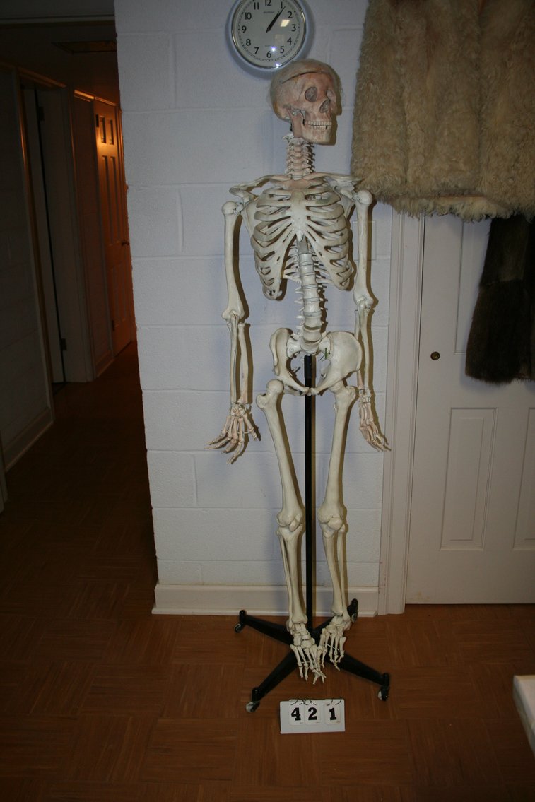 Image for Skeleton 5' 8
