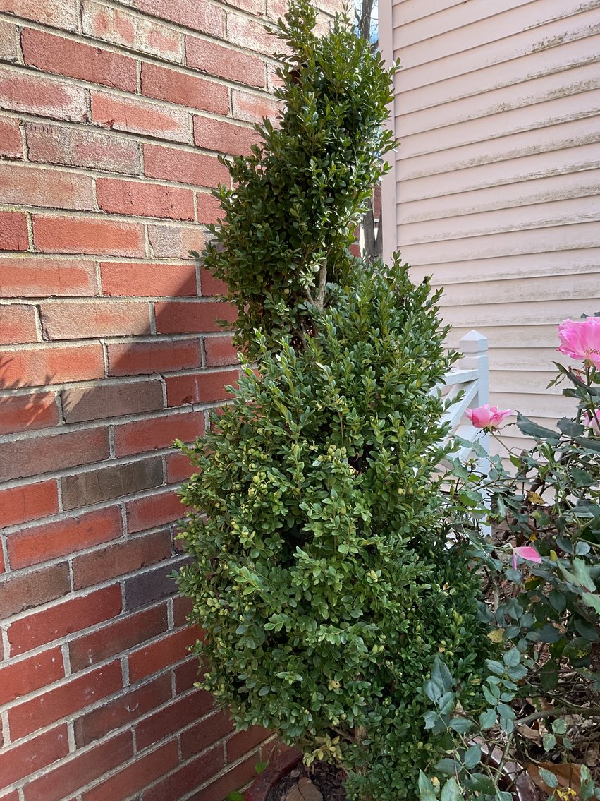 Image for Sculpted Boxwood in 20” Pot
