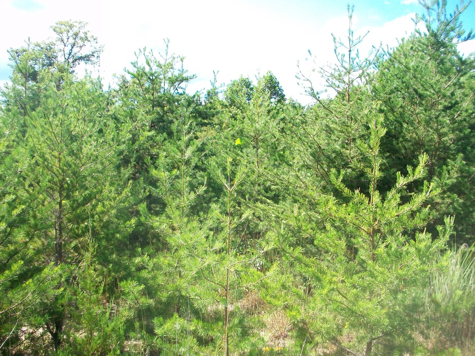 Image for Esmont, VA (Albemarle County)