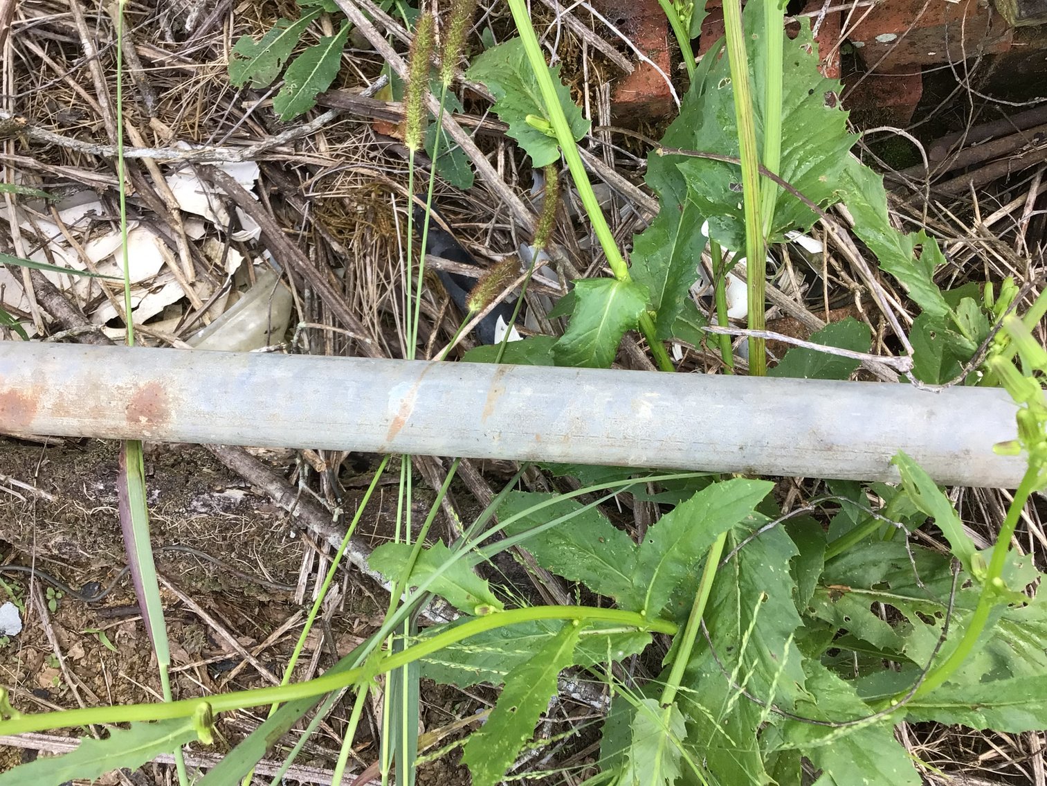 Image for 1.5” Metal Water Pipe
