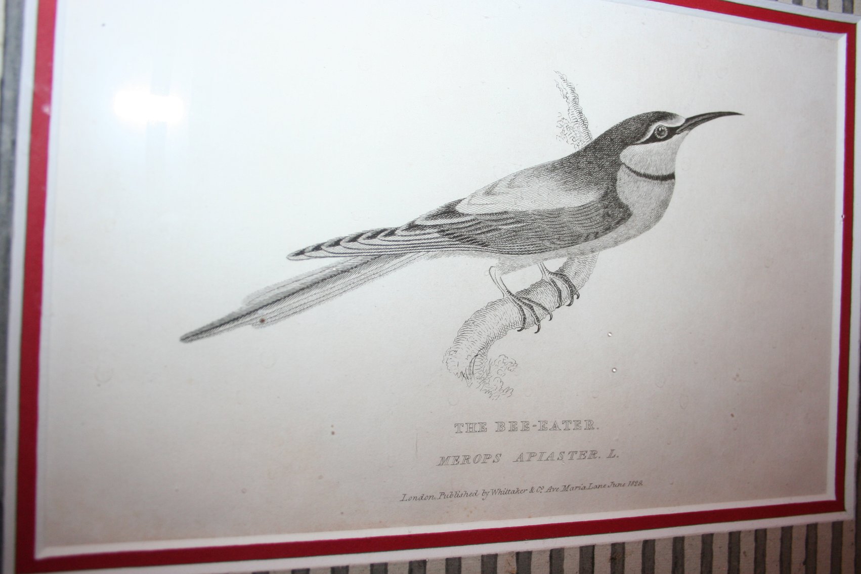 Image for Two Copper Engravings (Early 1800's)