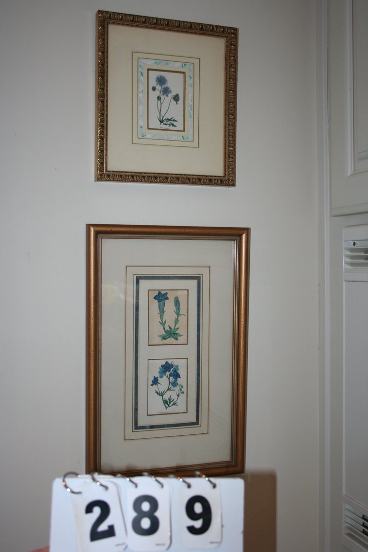 Image for Gilia, Delphinium, Gentiana Illustrations