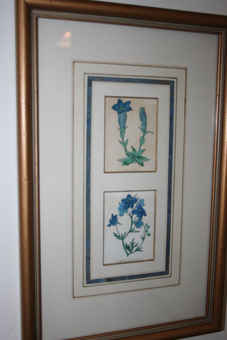Image for Gilia, Delphinium, Gentiana Illustrations