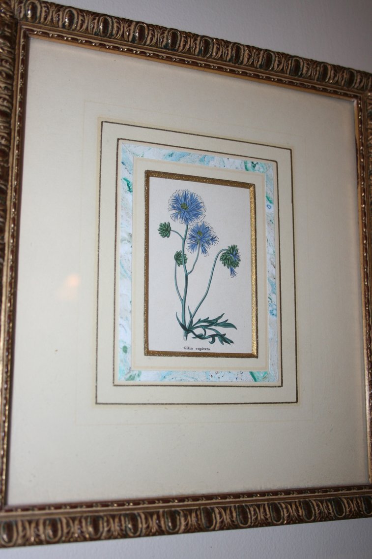 Image for Gilia, Delphinium, Gentiana Illustrations