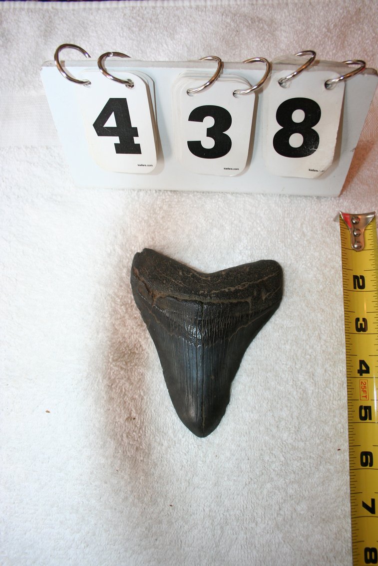 Image for Megalodon Tooth  4 1/2