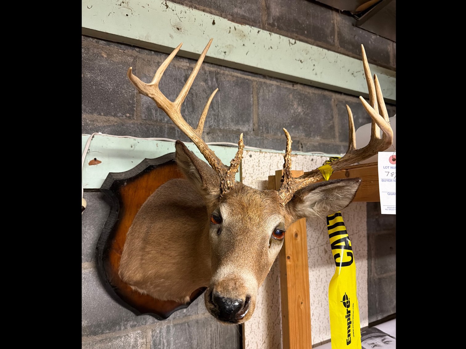 Image for Deer Head