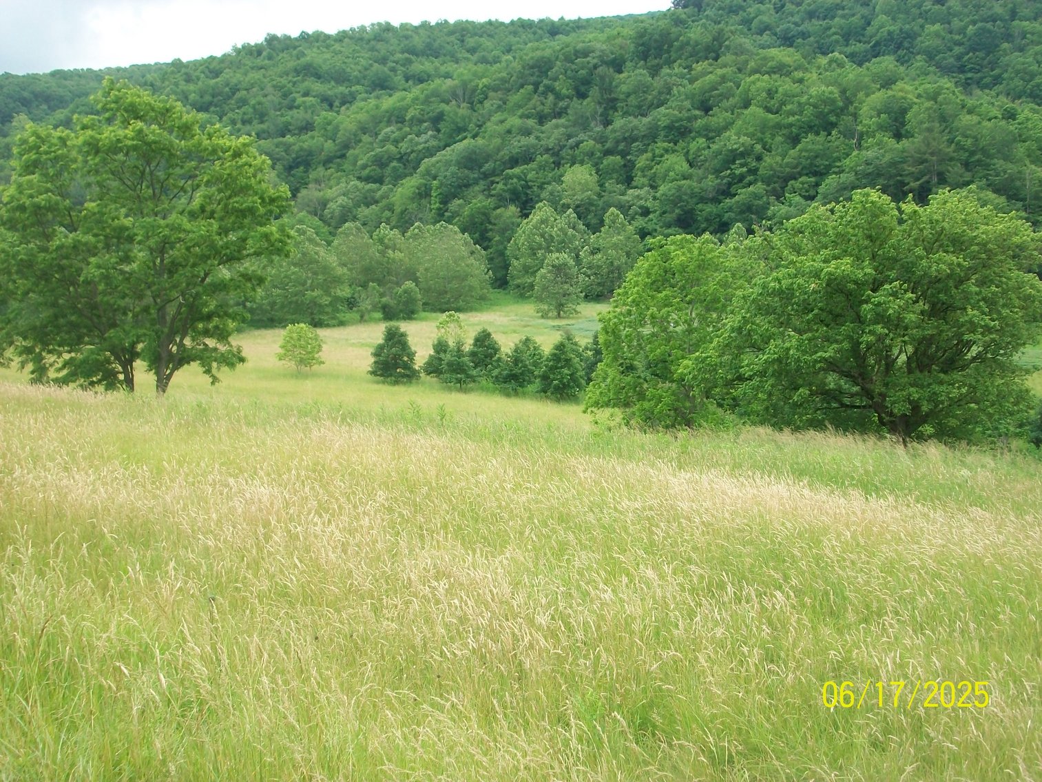 Image for Tract 2 – The tract has 49.1 acres and a barn.