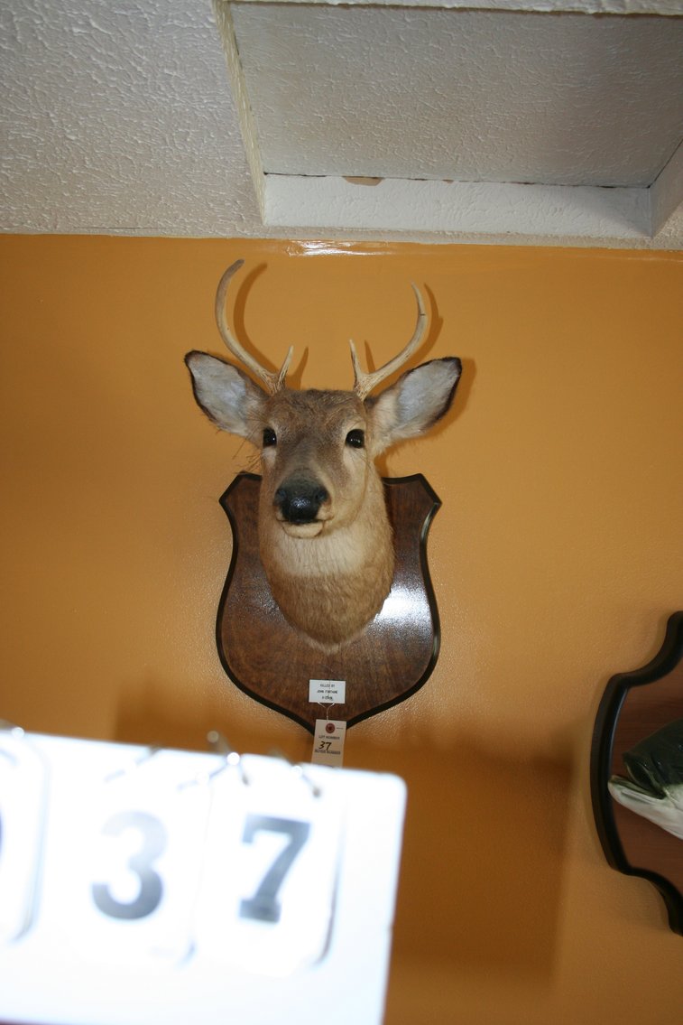 Image for Deer Mount