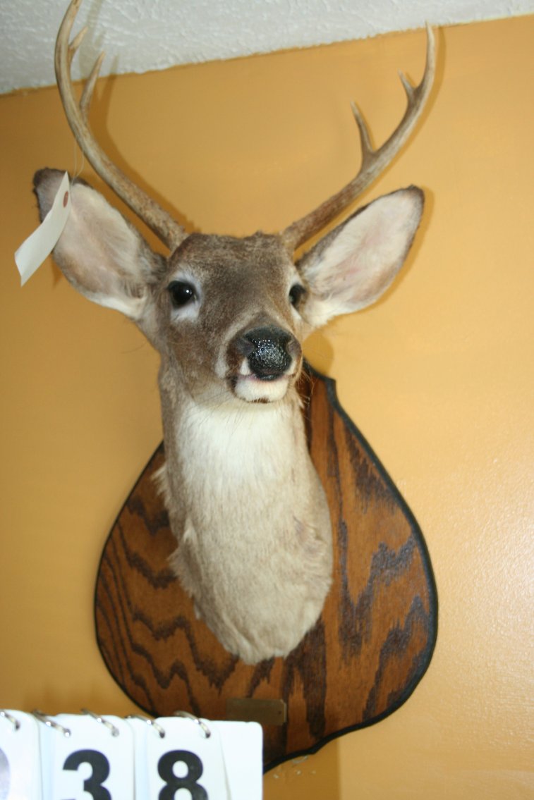 Image for Deer Mount