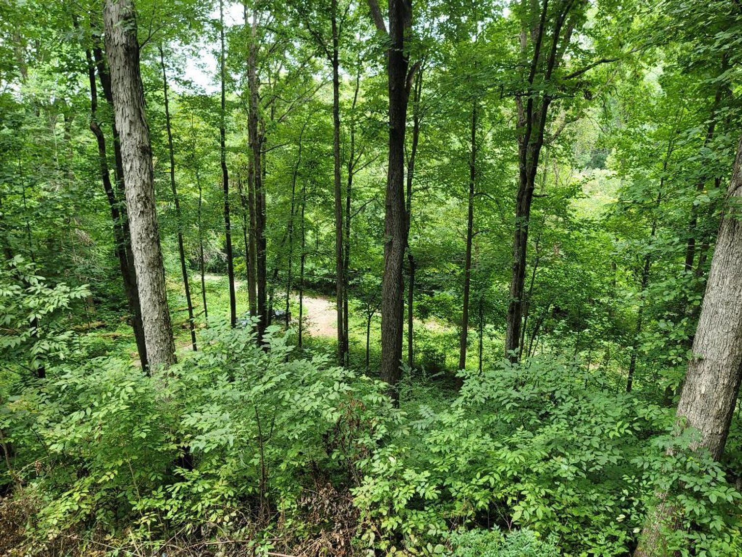 Image for Foreclosed Mountain Home with Acreage