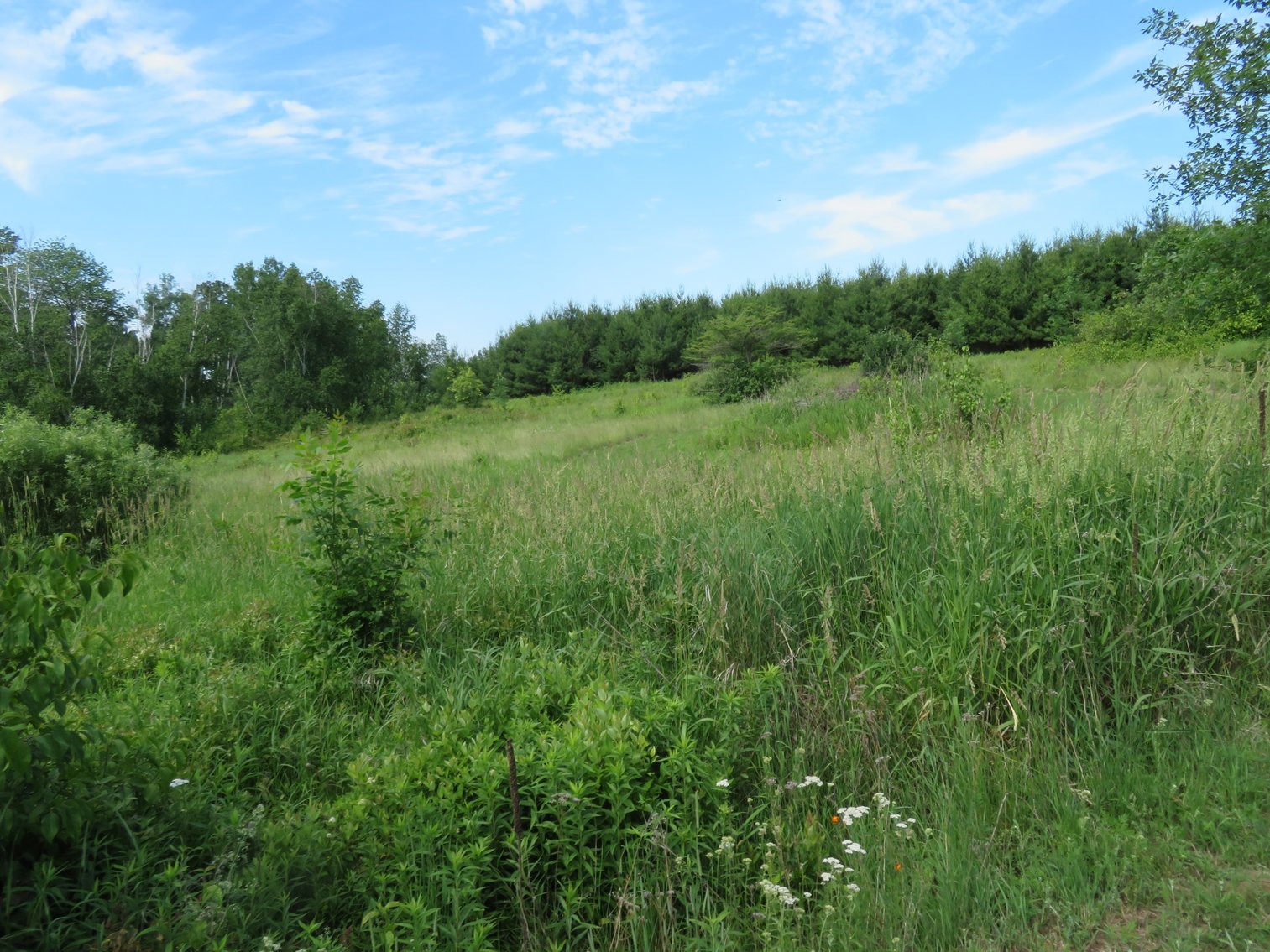 Image for 51+/- Acres of Prime Hunting Land - Absolute Auction
